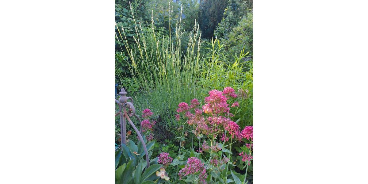 Reihenmittelhaus, Geismar-Gö Verkauf o. Miete 2 zimmer