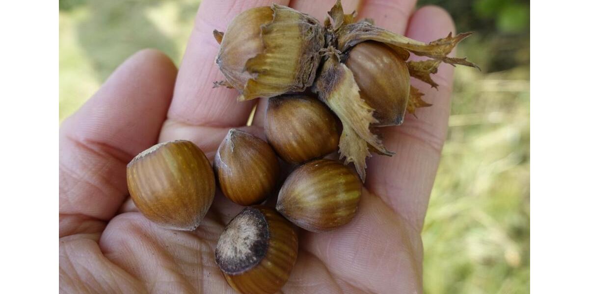 Einfamilienhaus Uslar - 9 Zimmer, 170 m&sup2;, 190.000&euro; | Angebot:25180053