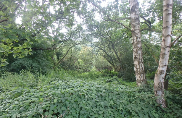 ungepflegte und ggf. belastete Holzungsfläche östlich von Bodenfelde zimmer
