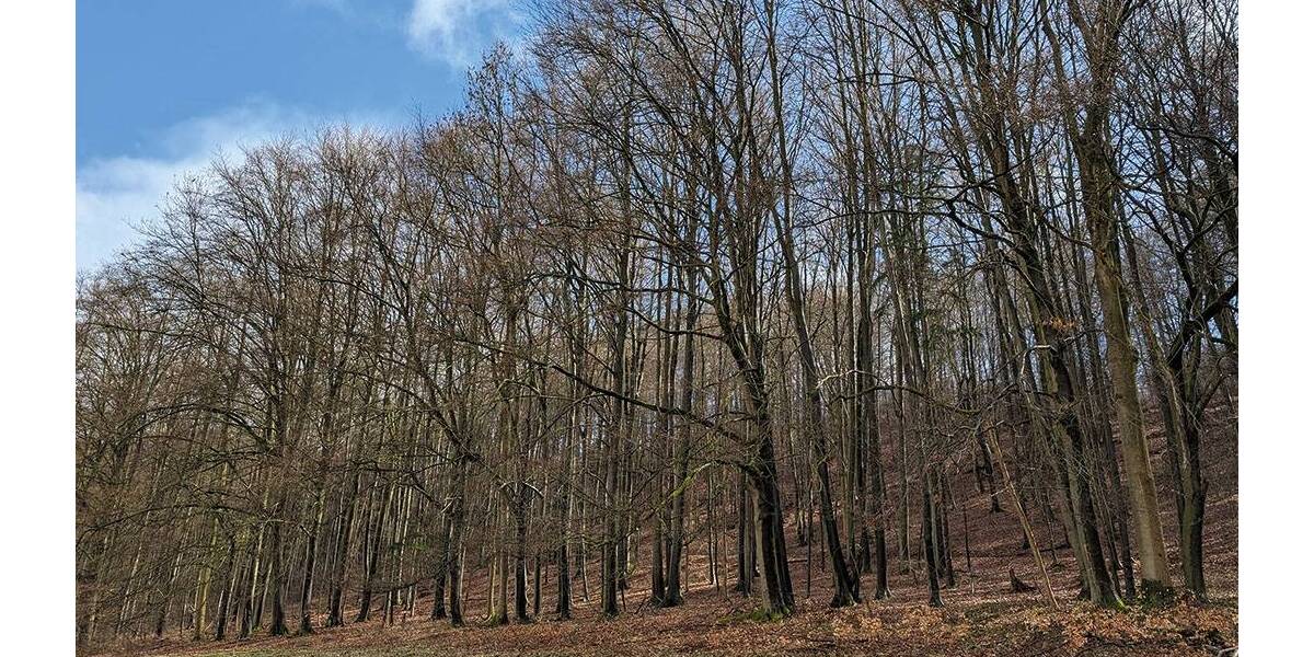 Grundstück Asbach-Sickenberg Sickenberg - 8.000&euro; | Angebot:26246343