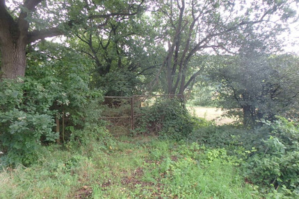 ungepflegte und ggf. belastete Holzungsfläche östlich von Bodenfelde
