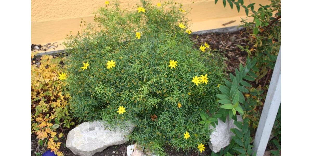 Mehrfamilienhaus, Wohnhaus Rosdorf - 15 Zimmer, 320 m&sup2;, 950.000&euro; | Angebot:24372616