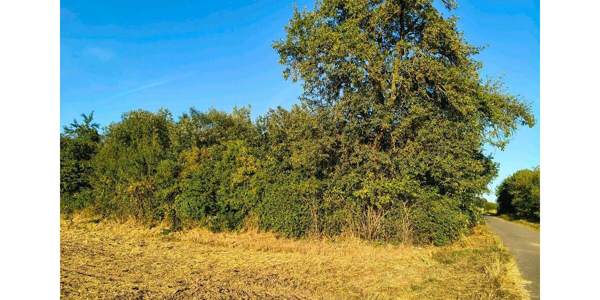 Einfamilienhaus Hattorf am Harz - 25.000&euro; | Angebot:27203167