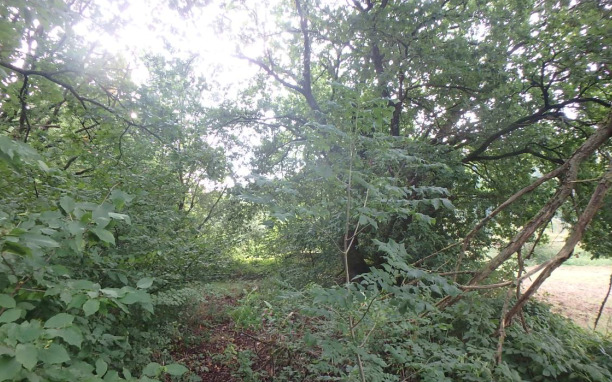 ungepflegte und ggf. belastete Holzungsfläche östlich von Bodenfelde zimmer