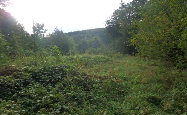 ungepflegte und ggf. belastete Holzungsfläche östlich von Bodenfelde - Grundstück Bodenfelde | Angebot:21525435