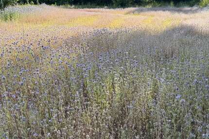 Grundstück zu verkaufen in Hebenshausen 37.500 € 1000 m² zimmer