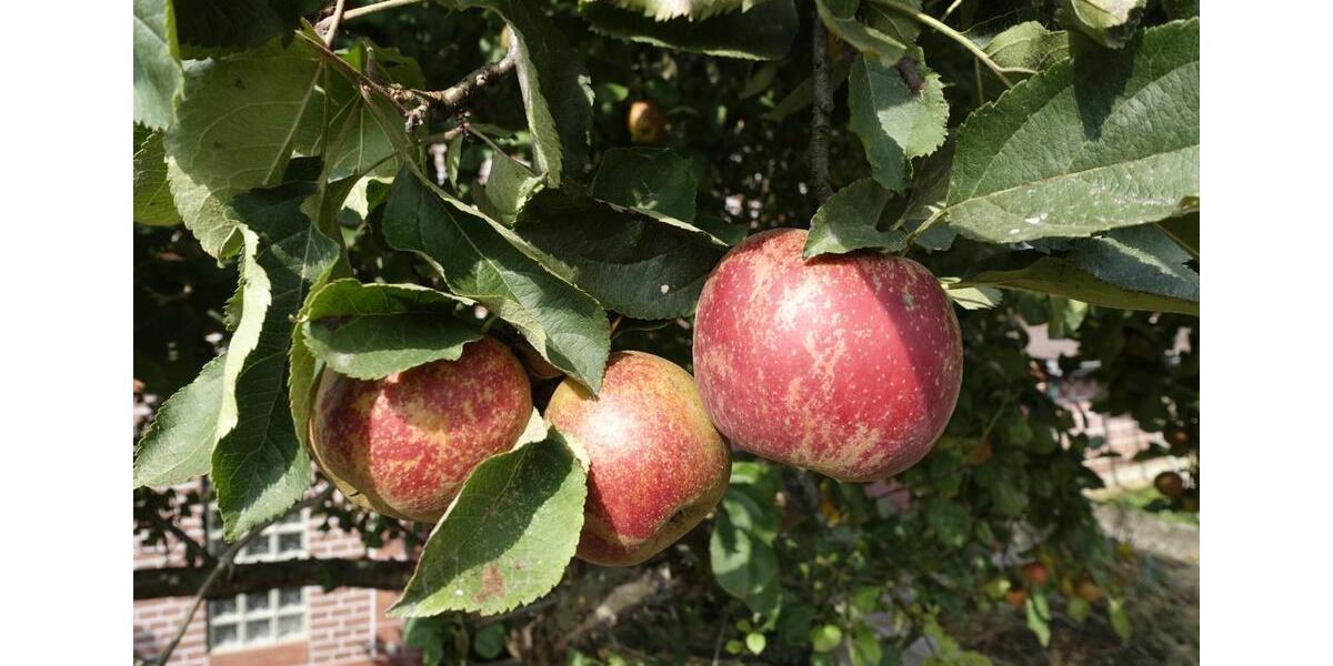 Einfamilienhaus Uslar - 9 Zimmer, 170 m&sup2;, 190.000&euro; | Angebot:25180053