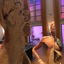 Körper Sonderausstellung 20.03.2026 Mehrzweckhalle Göttingen / Grone